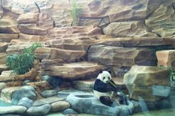 Karantina Usai, Panda Asal China Siap Sapa Taman Safari Indonesia