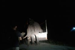 2 Bulan Berkeliaran di Pemukiman, Gajah Ini Berhasil Digiring ke Taman Nasional