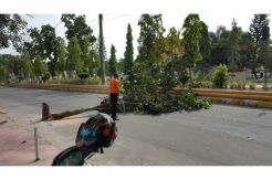 Memakan Korban, Pohon di Tengah Jalan Ditebang Petugas Lingkungan Hidup