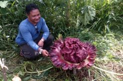 Bunga Bangkai Tumbuh di Pekarangan Rumah Warga