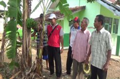 Unik, Pohon Pisang Ini Berbuah di Batang