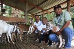 Program DMPA Sinar Mas, Poktan Riau Sukses Budidaya Kambing