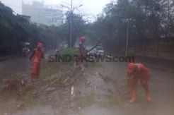 Hujan Angin, 2 Pohon di Kebon Jeruk Tumbang ke Jalan