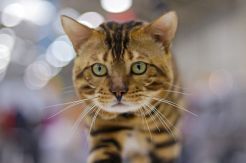 Kucing Jadi Tersangka...