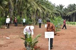 Jokowi Resmikan Peremajaan Tanaman Sawit Petani