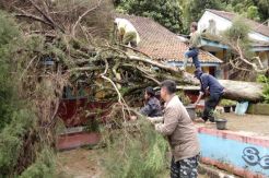 Angin Dahlia Tumbangkan Pohon, Bangunan dan Kendaraan Rusak