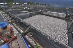 100 Ton Ikan Mati di Danau Maninjau