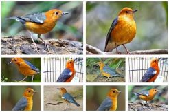 Burung di Sleman Terancam Punah