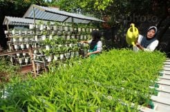 Bernilai Tinggi, 1.537 Hektar Lahan di Bogor Ditanami Kangkung