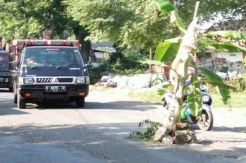 Warga Tanam Pohon di Badan Jalan Gresik-Lamongan