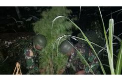 Satgas Yonif 410/Alugoro Temukan Ladang Ganja di Perbatasan Papua-PNG