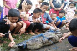 Heboh, Warga Jombang Tangkap Buaya yang Muncul di Tepi Sungai