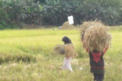 Tutup Tahun, Petani di Kolaka Panen Padi Varietas Unggul