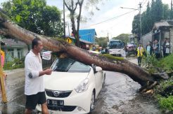 Pohon Tumbang Timpa Mobil yang Terjebak Macet