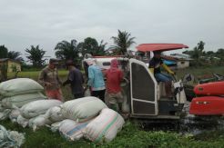 Petani Deli Serdang Panen Padi di Lahan Seluas 810 Hektare