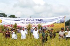 Panen di Majalengka, Kepala Balitbangtan Tegaskan Soal Swasembada Pangan