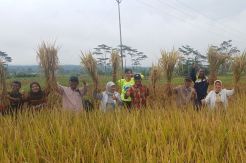 Produktivitas Padi di Garut Tembus 6,9 Ton/Ha