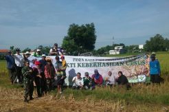 Petani di Kabupaten Gresik Panen Raya di Lahan Seluas 115 Hektare