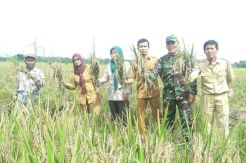 Panen Raya, Stok Padi untuk Masyarakat Kota Binjai Aman