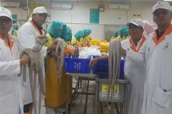 80% Ekspor ke AS, Satu Bulan Kirim 100-150 Ton