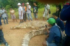 Heboh Penemuan Buaya Raksasa di Dekat Sungai Mengkahing