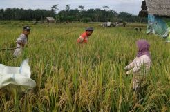 Terapkan Teknologi Jarwo...