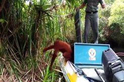 Tersesat di Kebun Warga, Orangutan Betina di Evakuasi Secara Dramatis