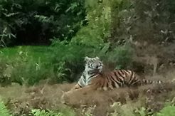 Petugas Ditemukan Jejak Harimau Pemangsa Manusia di Inhil