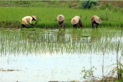Lahan Pertanian di Malang Terus Menyusut