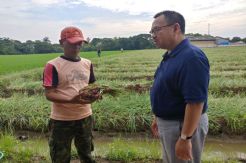 Sudirman Said Sebut Impor Beras Bencana Ekonomi Petani