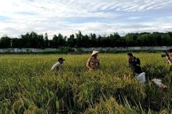 DKI Catat di Jakarta Masih Ada Sawah Seluas 300 Hektare