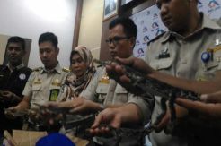Petugas Bandara Sulthan Thaha Jambi Gagalkan Penyelundupan Buaya