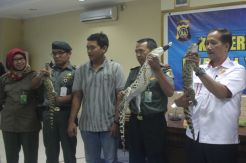 Polda DIY Gagalkan Perdagangan Buaya Muara