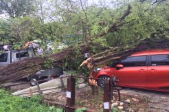 Angin Kencang di Pangkalan Bun, 2 Mobil Tertimpa Pohon