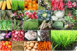 Komoditas Manis Negeri Agraris