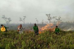 Kebakaran di Suaka Margastwa Sungai Lamandau Berhasil Dipadamkan