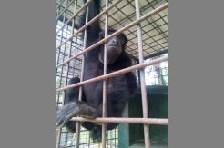 Warga Pekanbaru Serahkan Siamang ke Balai Konservasi