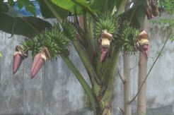 Pohon Pisang Ajaib Hebohkan Warga Jombang