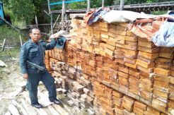 590 Batang Kayu Ilegal dari Taman Nasional Betung Kerihun Disita