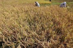 Percepatan Panen Raya di Lingga Didukung Kementan dan KSP