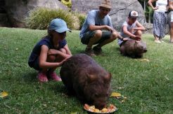 Wombat, Satwa Sejenis Tikus Raksasa asal Australia Jadi Koleksi TSI Prigen