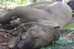 Gajah Way Kambas Ditemukan Mati Akibat Perburuan Liar