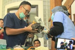 Jaga Populasi di Alam Liar, Elang Brontok Dilengkapi Satellite Tracking