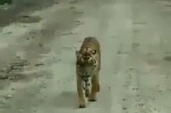 9 Petugas BBKSDA dan Polisi Gemetar Bertemu Harimau di Kebun Sawit
