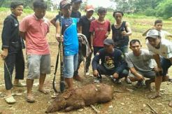 Berkeliaran di Siang Bolong, Warga Perumahan di Purwakarta Geger Isu Babi Jadi-Jadian