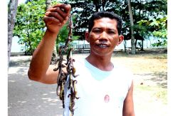 Nelayan di Bintan Panen Kuda Laut, Per Kilo Kering Rp5 Juta