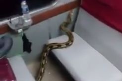 Ular Sanca Kembang Ini Jadi Penumpang Gelap Kereta Api Kertajaya