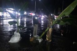 Kecewa Jalan Dalam Kota Kefa Berlubang, Warga Tanami Pisang