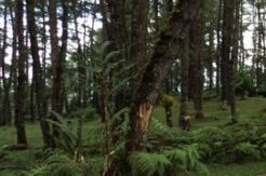 Alih Fungsi, Ratusan Hektare Hutan Lindung di Puncak Disegel