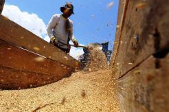 Februari, Harga Beras Semua Kualitas di Tingkat Penggilingan Naik